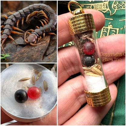 Rare giant centipede pearl Geliga Maharaja Lipan