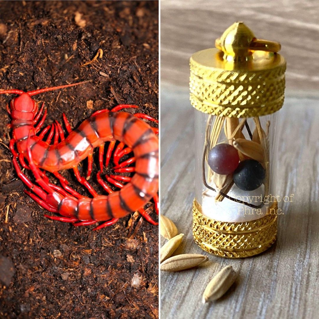54. Wealth & Gambling King Centipede Pearl - Mustika Lipan - Satpadi Mani