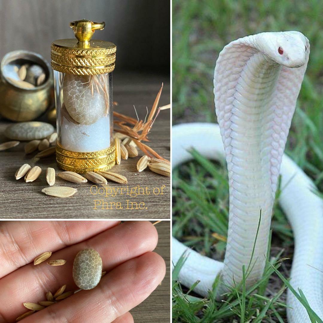 41. RARE White Cobra Pearl (Nagamani) Geliga Ular Tudong