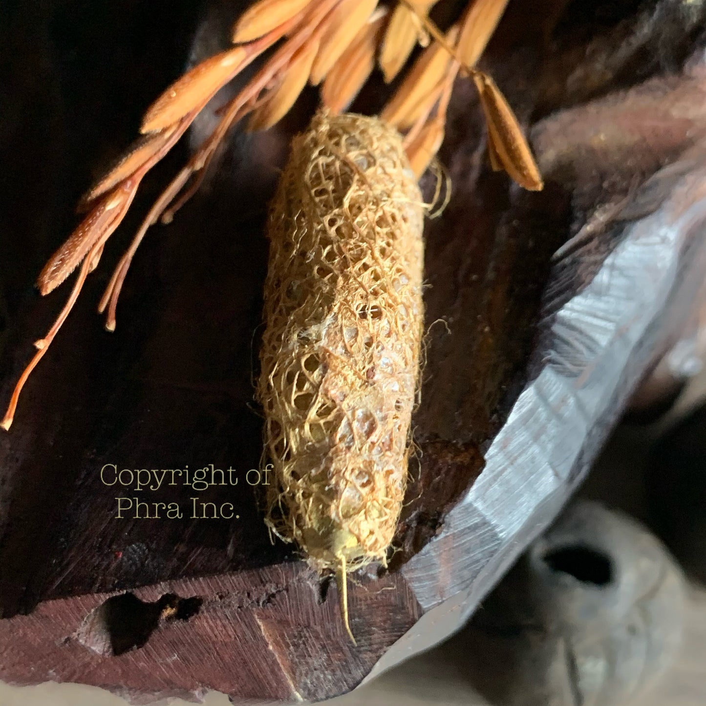 Wesi Kuning Spiritual Protection Charm – Yellow Hornet Talisman, Indonesian Magickal Amulet