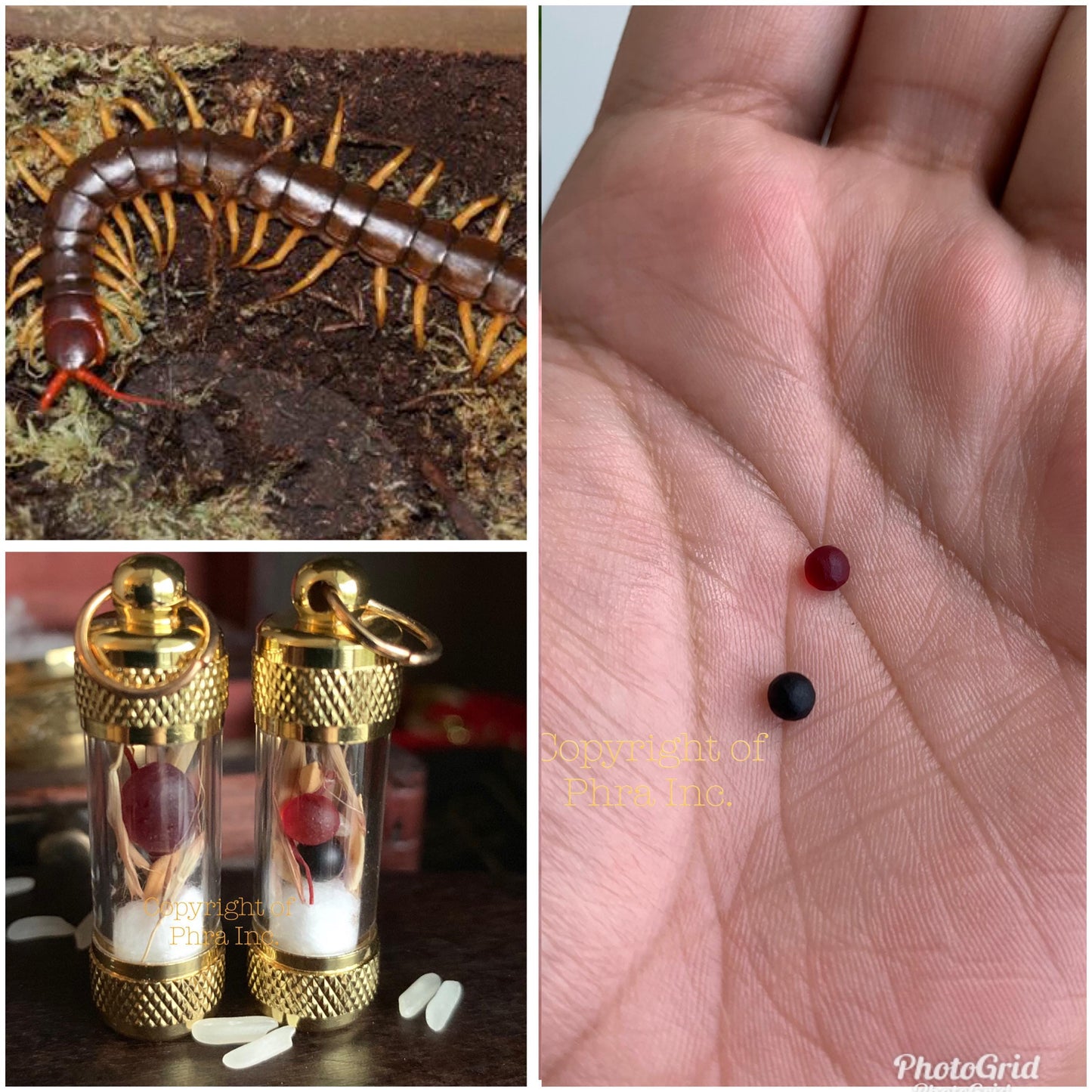 Gambling Luck & Wealth Attraction Amulet Pendant – Prosperity Money Talisman, King Centipede Mustika Pearl