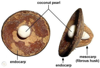 Male version Coconut Pearl ring, detail of setting