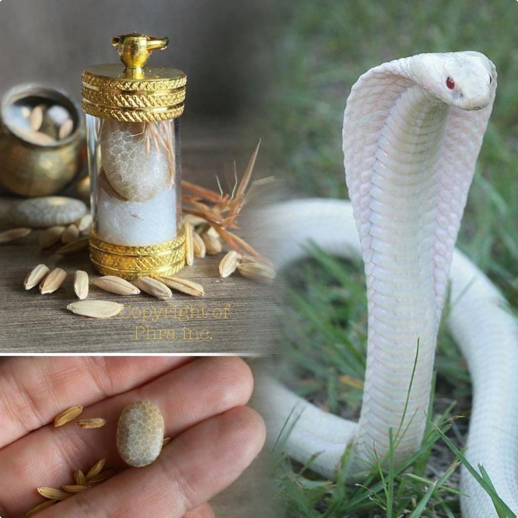 Rare White Cobra Stone Nagamani Mustika Pearl - Geliga Ular Tudong Mystical Cobra Gemstone Bezoar for Luck Attraction Fortune Fame Gambling