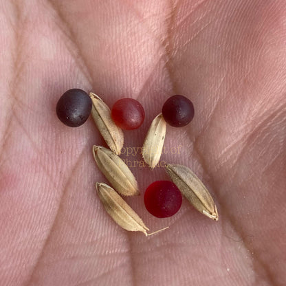 Wealth Centipede Pearl pair, alternate angle