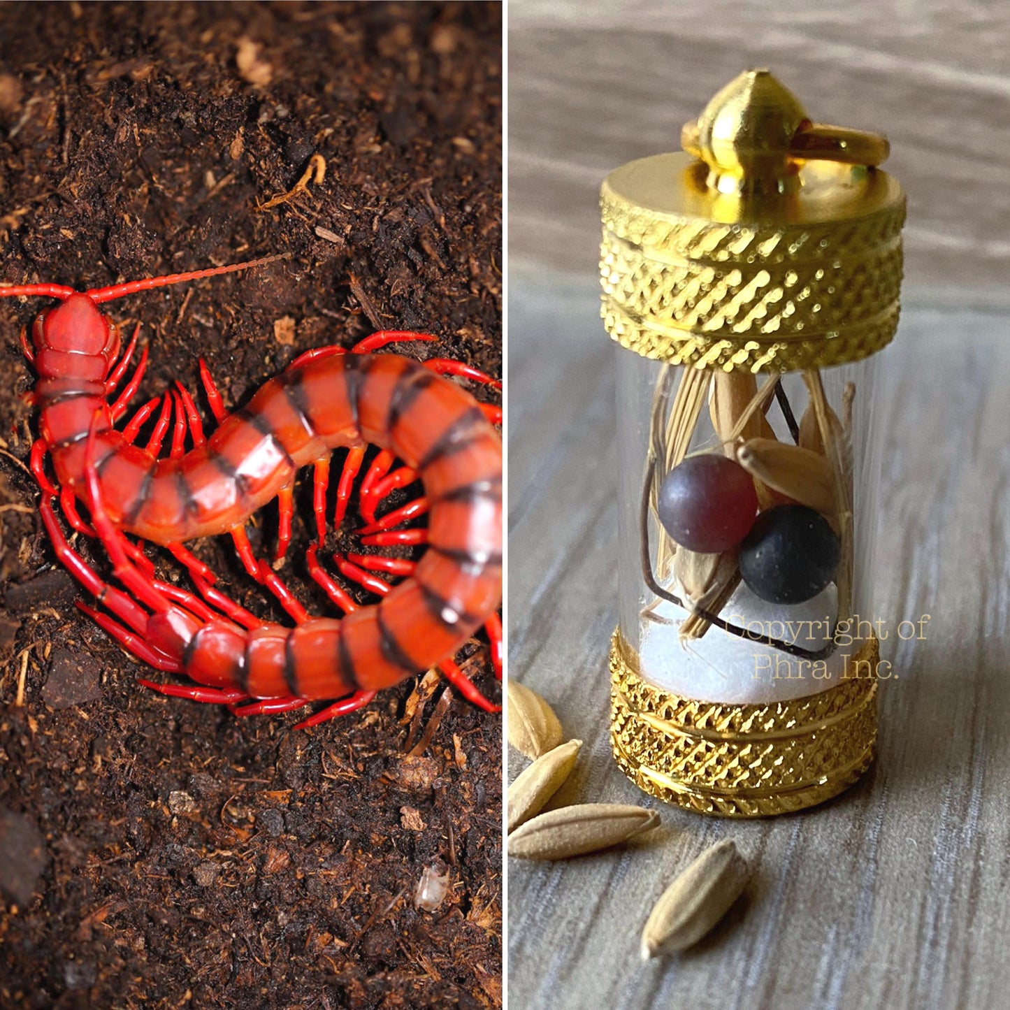 Gambling Luck & Wealth Attraction Amulet Pendant – Prosperity Money Talisman, King Centipede Mustika Pearl
