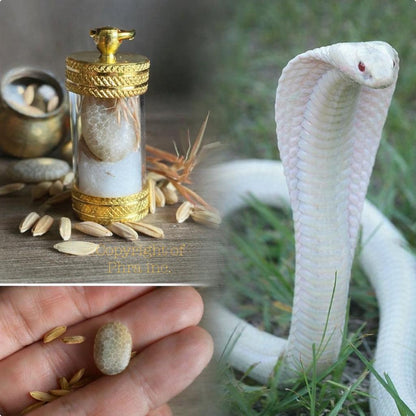 White Cobra Pearl held in hand for size reference