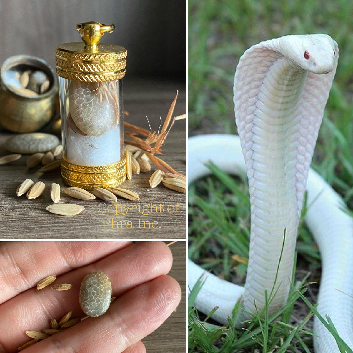 White Geliga Ular Tudong cobra stone, alternate angle