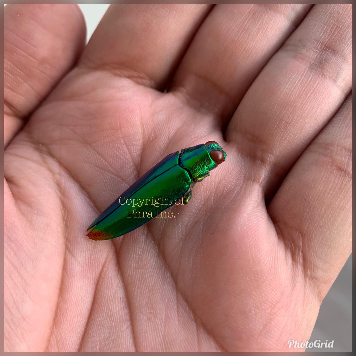 Samberlilin attraction charm shown from another angle